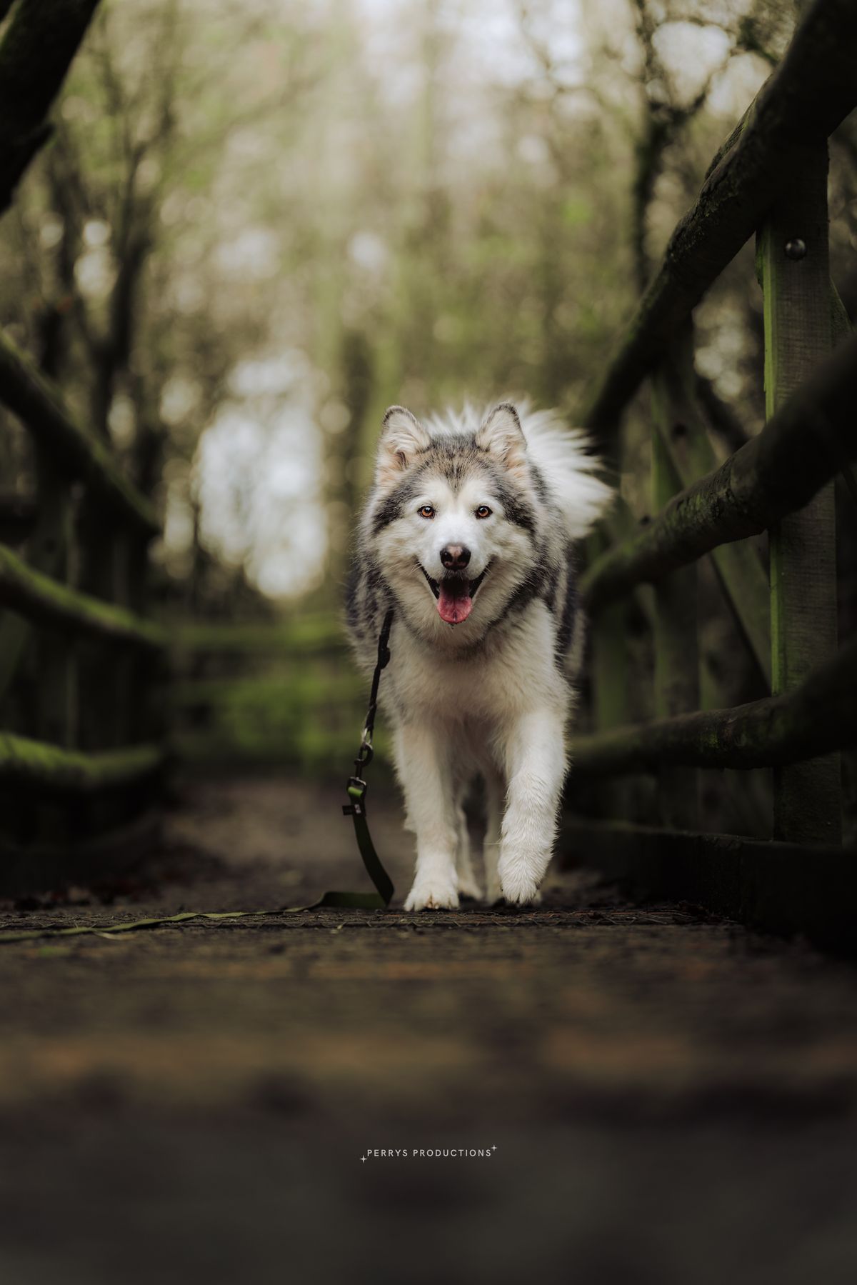 Luna the malamute on a woodland bridge