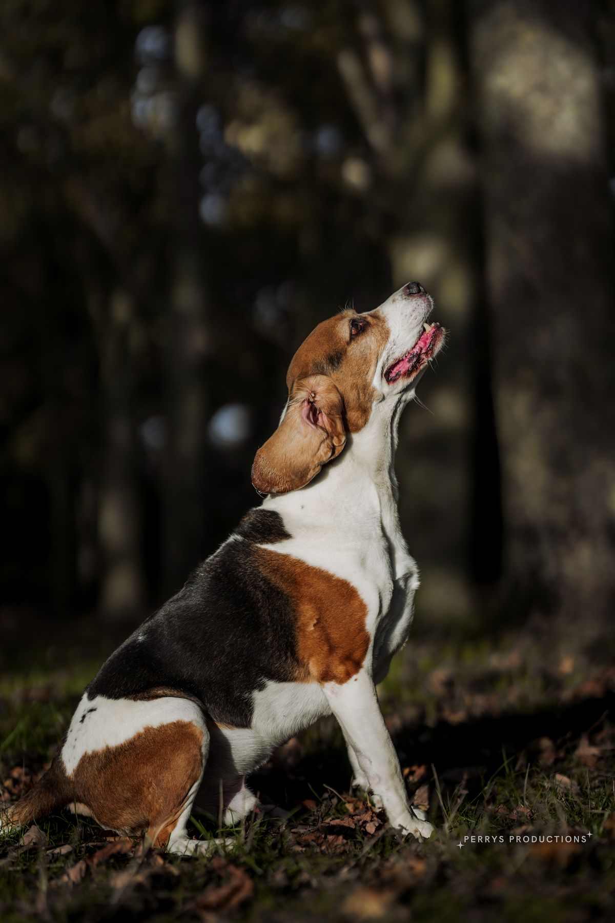 Bailey the beagle sitting and looking up expectantly