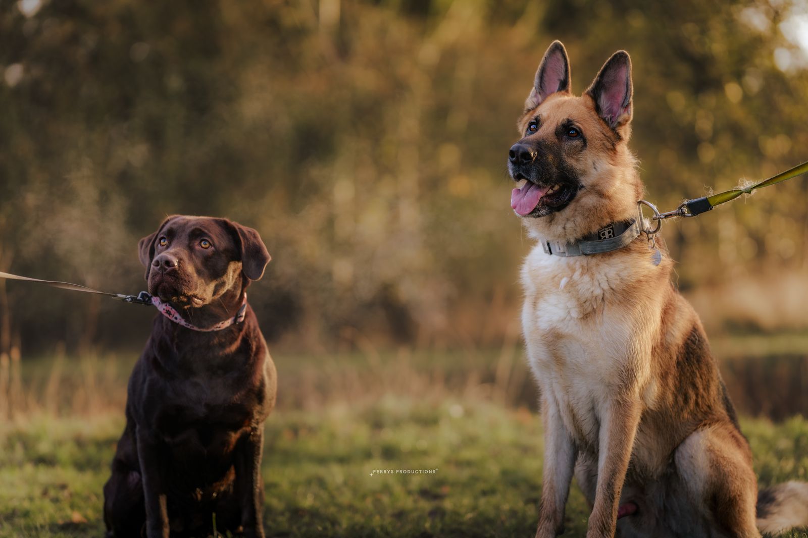Hunter and Bailee sitting together on a group dog walk
