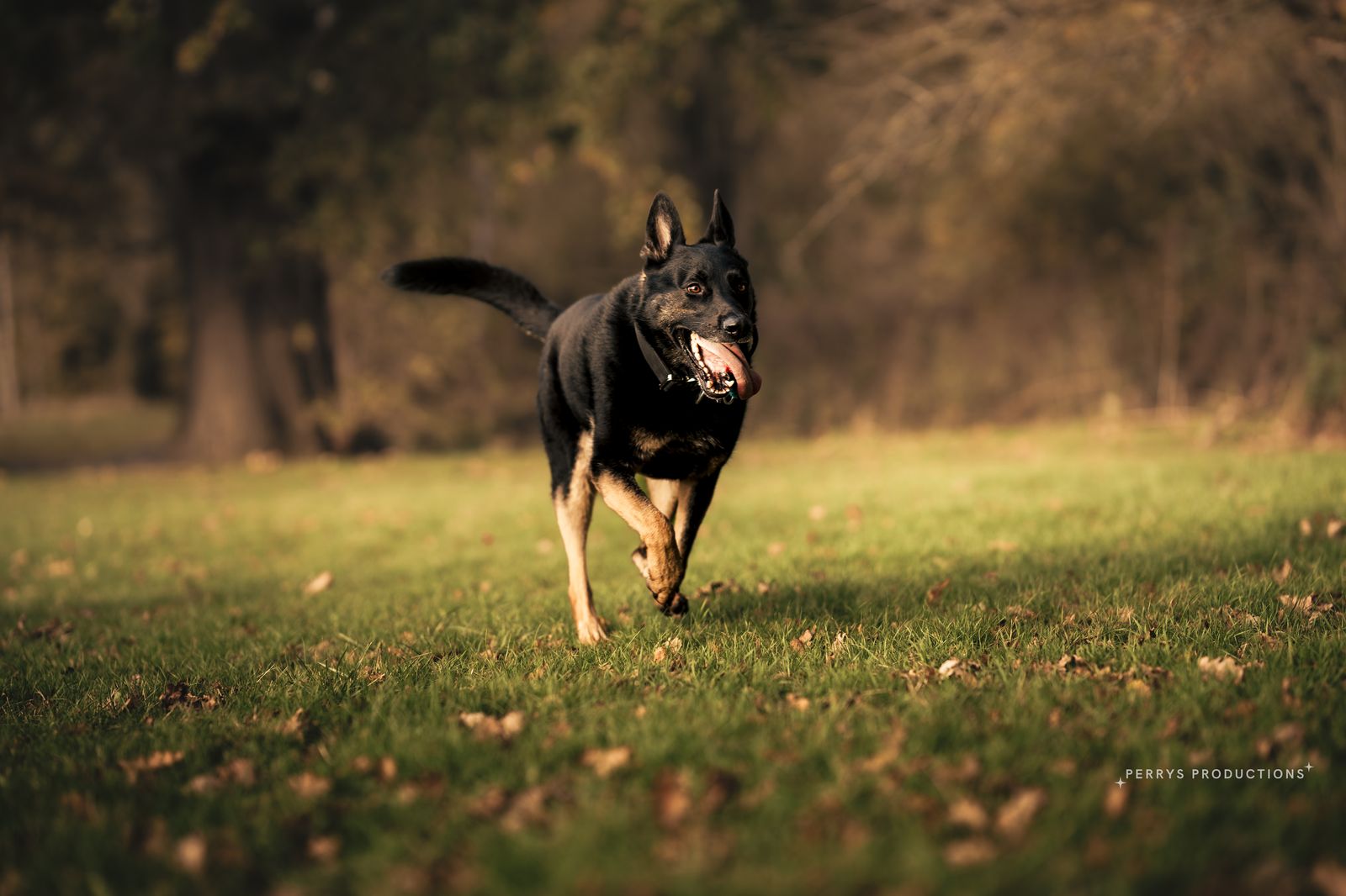 Drax the German Shepherd running across the park