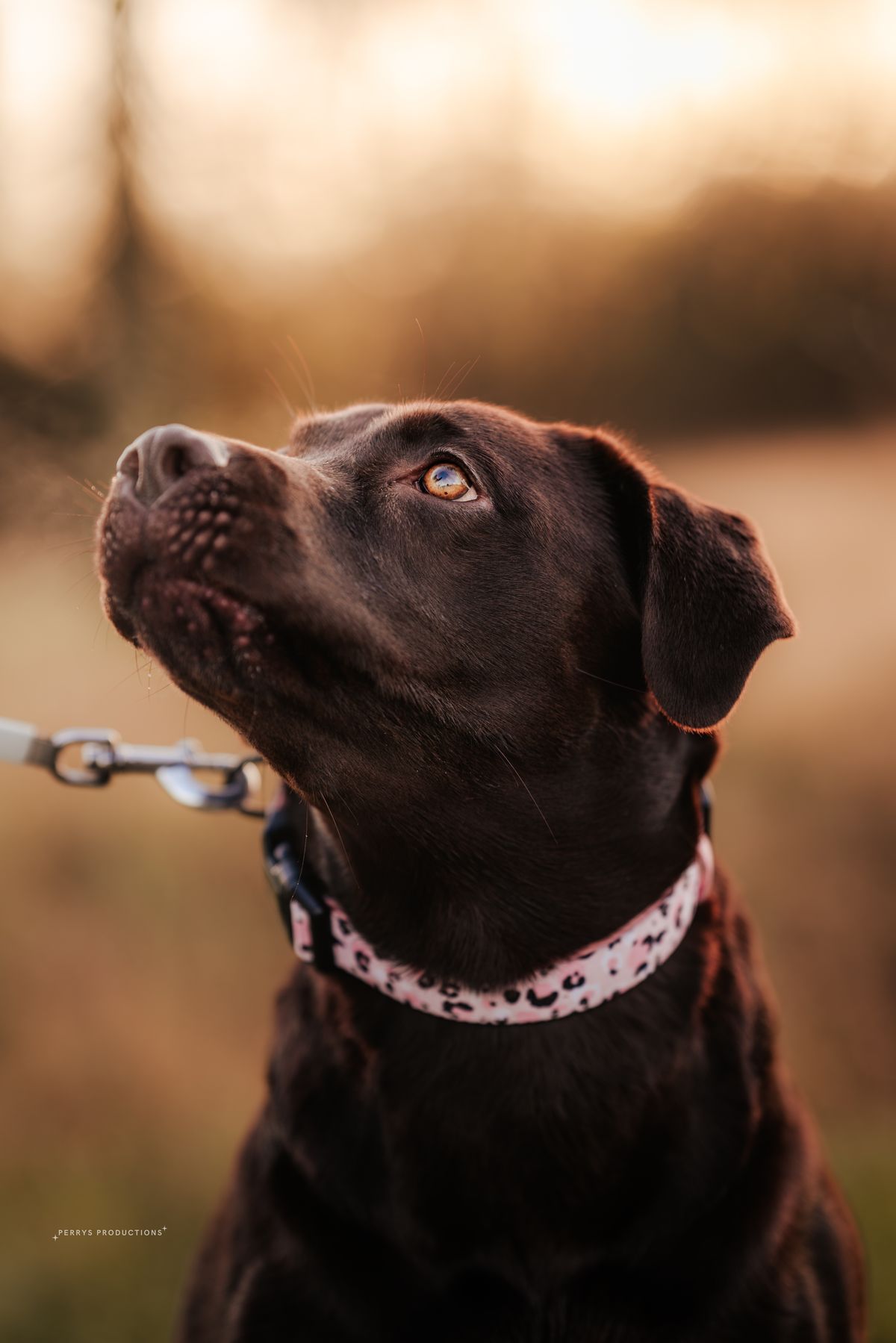 Bailee the chocolate labrador smiling