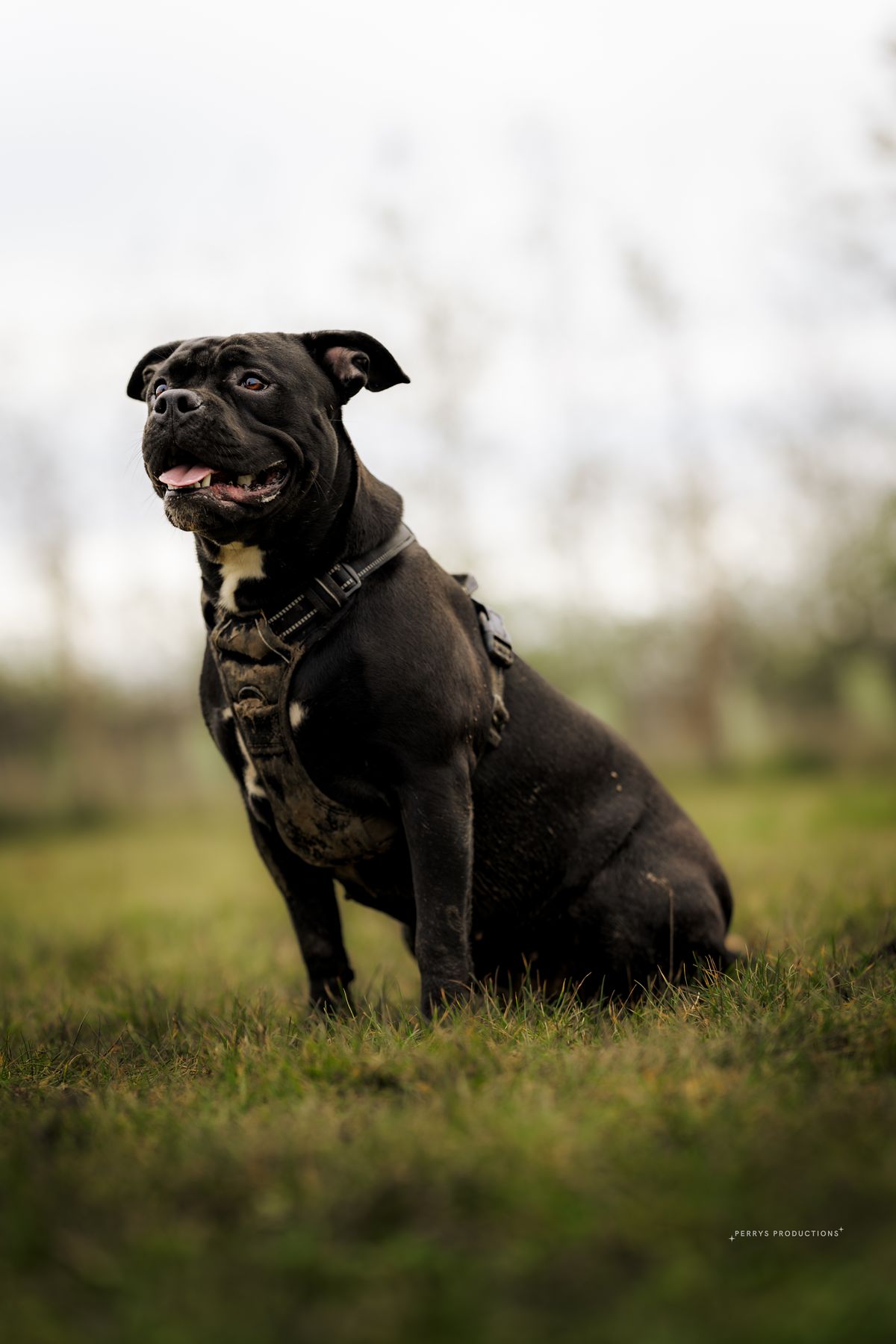 Doris the staffie enjoying a solo dog walk in the park