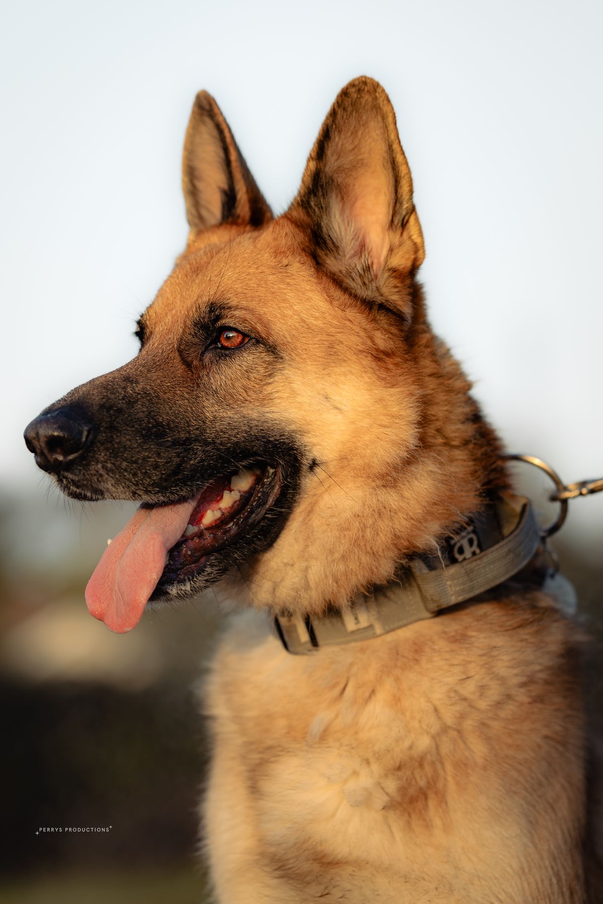 Portrait of Hunter the shepherd
