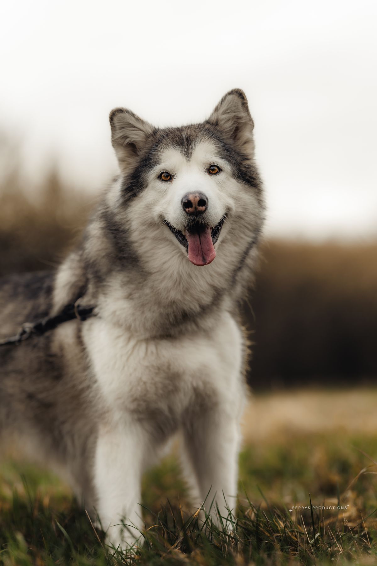 Luna the malamute relaxing contentedly by the water