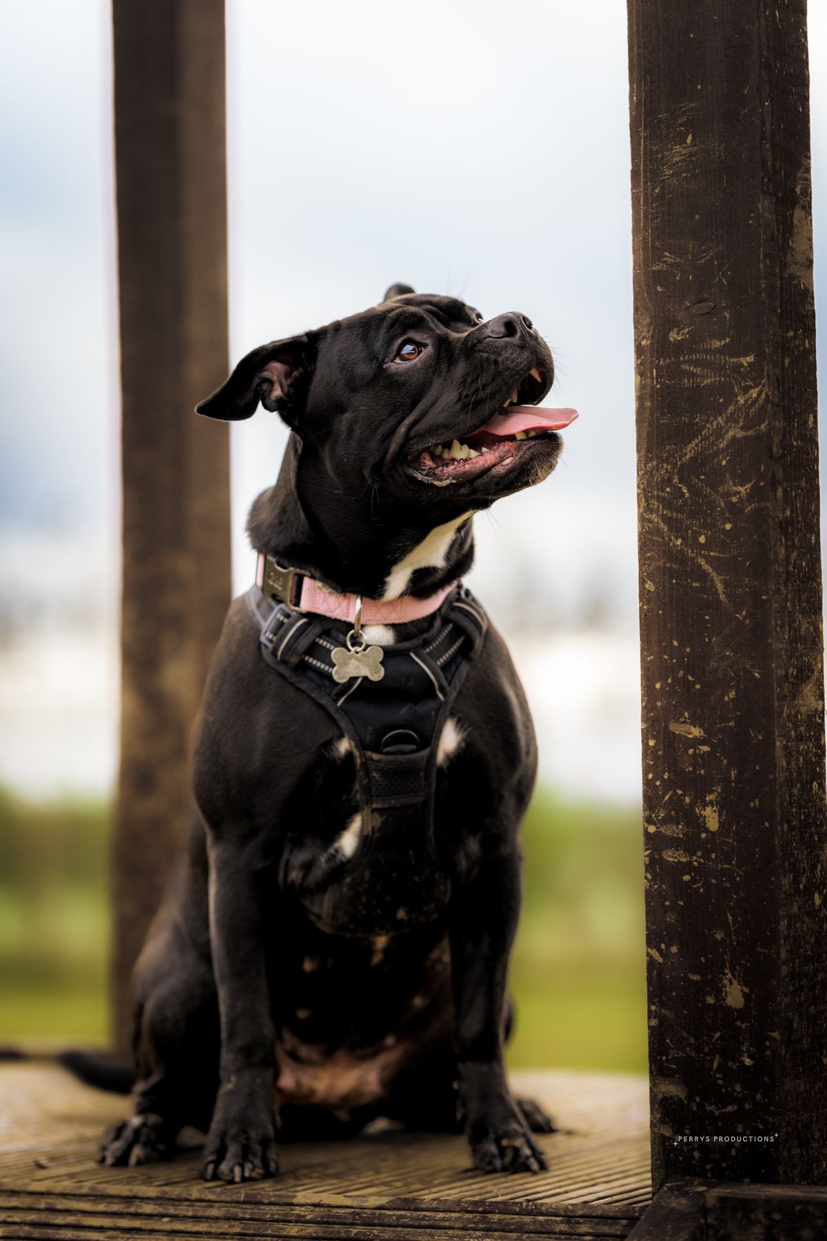 Doris the Staffordshire Bull Terrier sitting sweetly during a pop-in visit