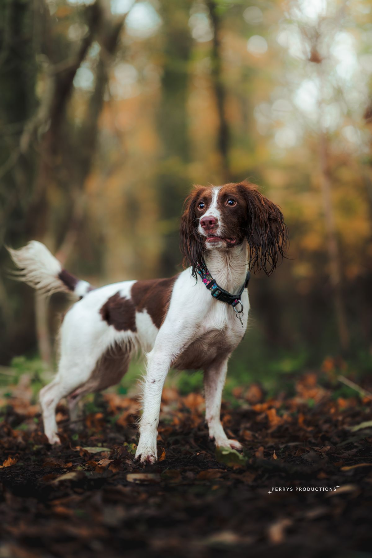 Bilbo the springer spaniel standing alert in autumn woodland