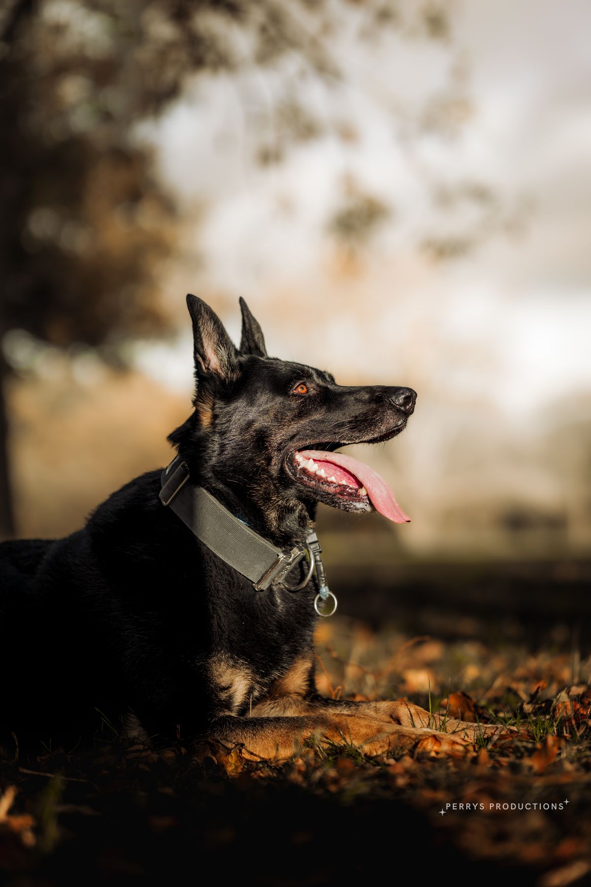 Drax the German Shepherd in golden evening light