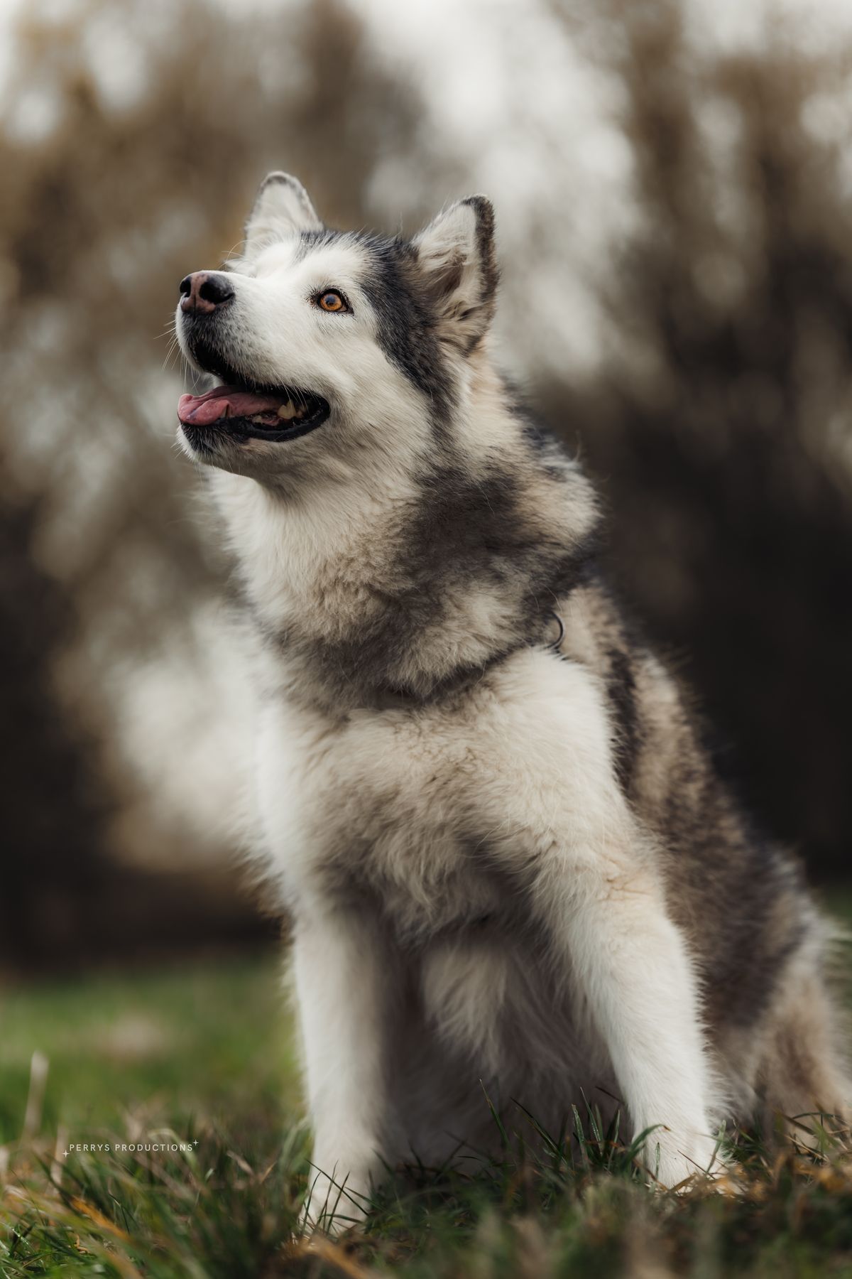 Luna the Alaskan Malamute sitting proudly on a woodland walk