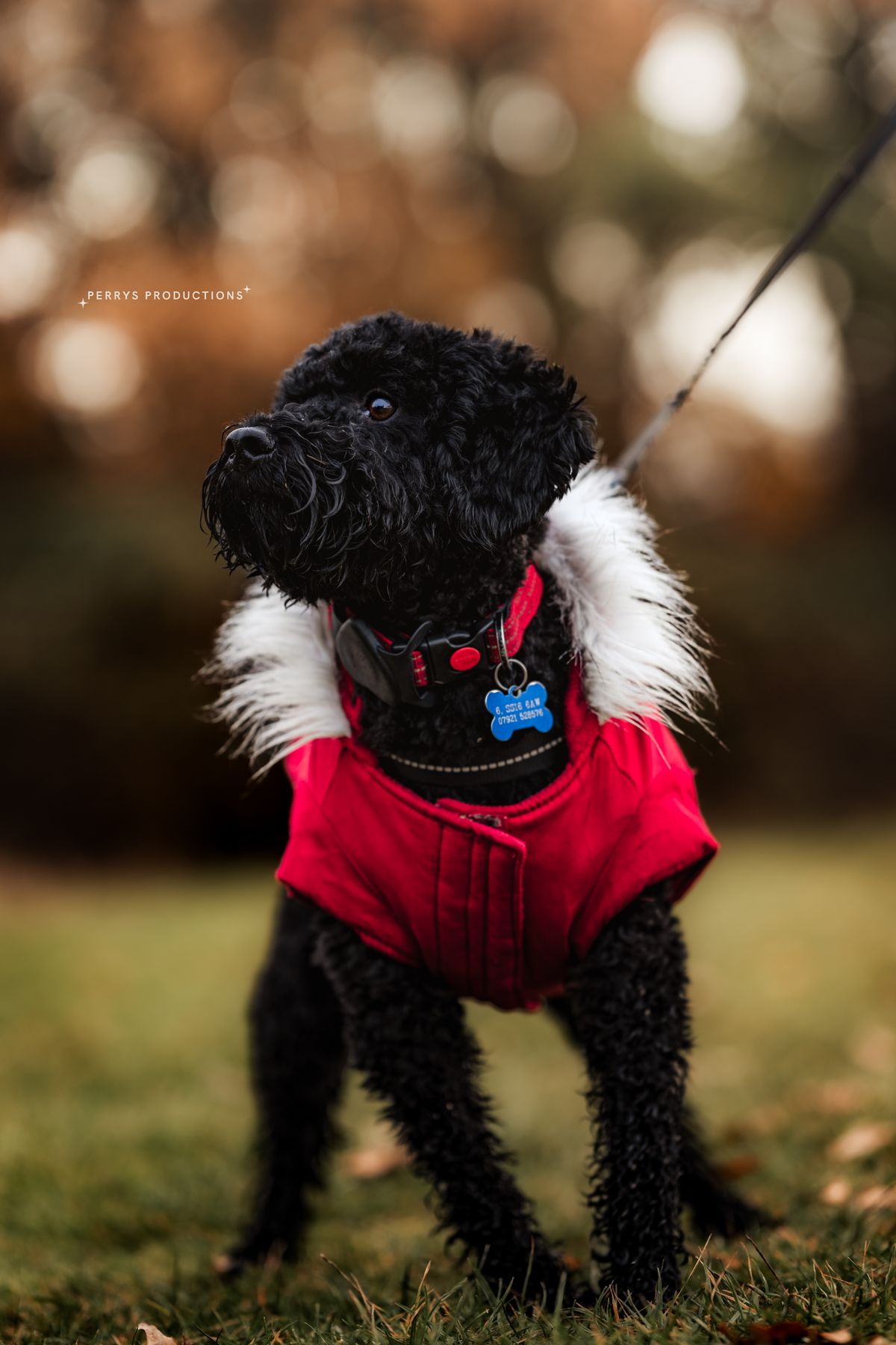 Willow the cockapoo in her red coat during a pet sitting stay