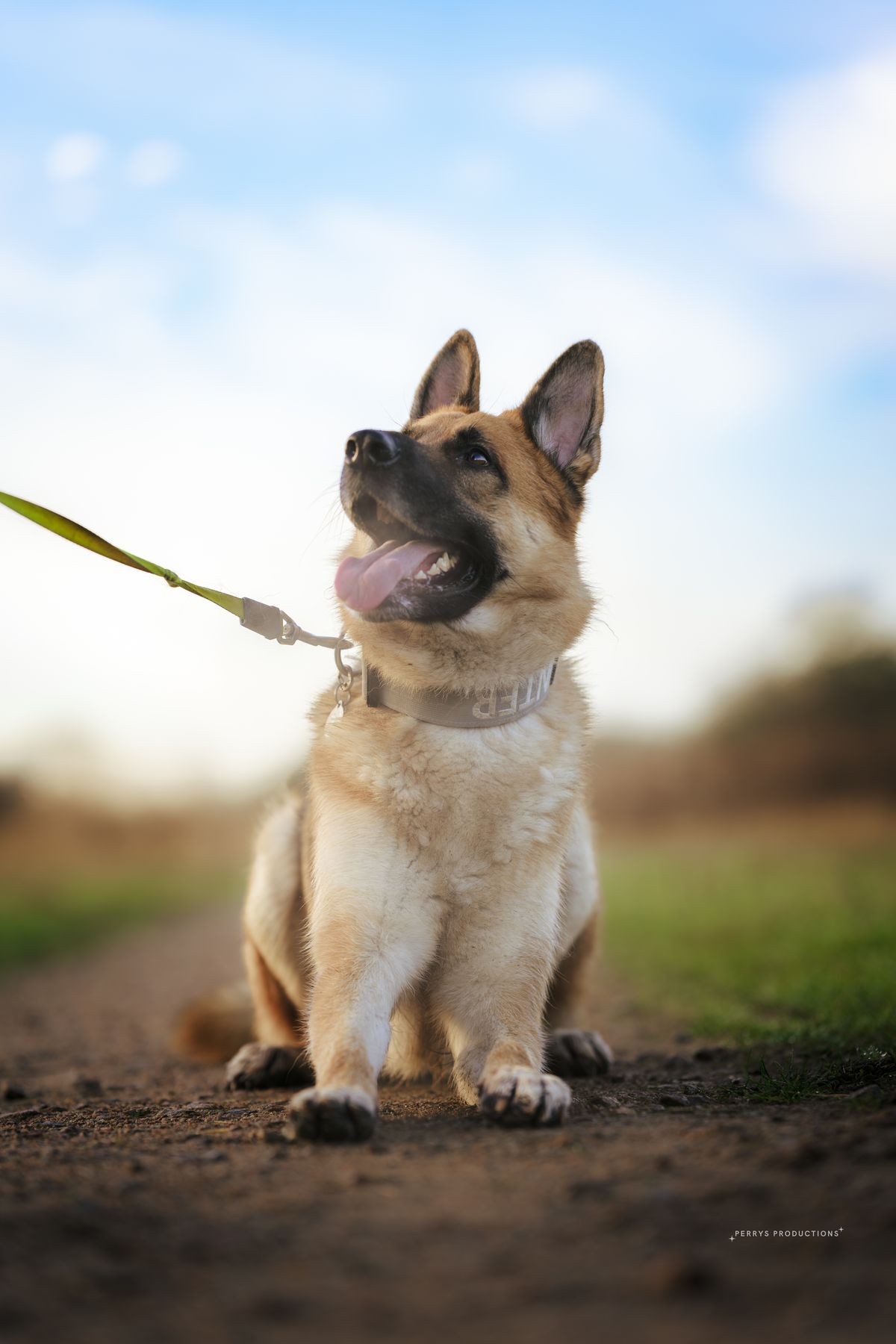 Young Hunter sitting for a puppy pop-in visit