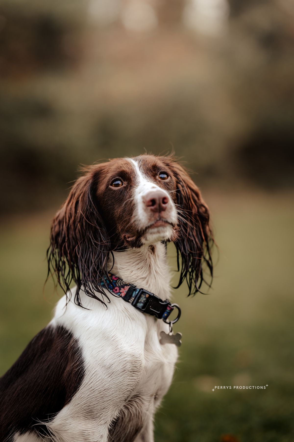 Bilbo the springer spaniel waiting attentively at feeding time