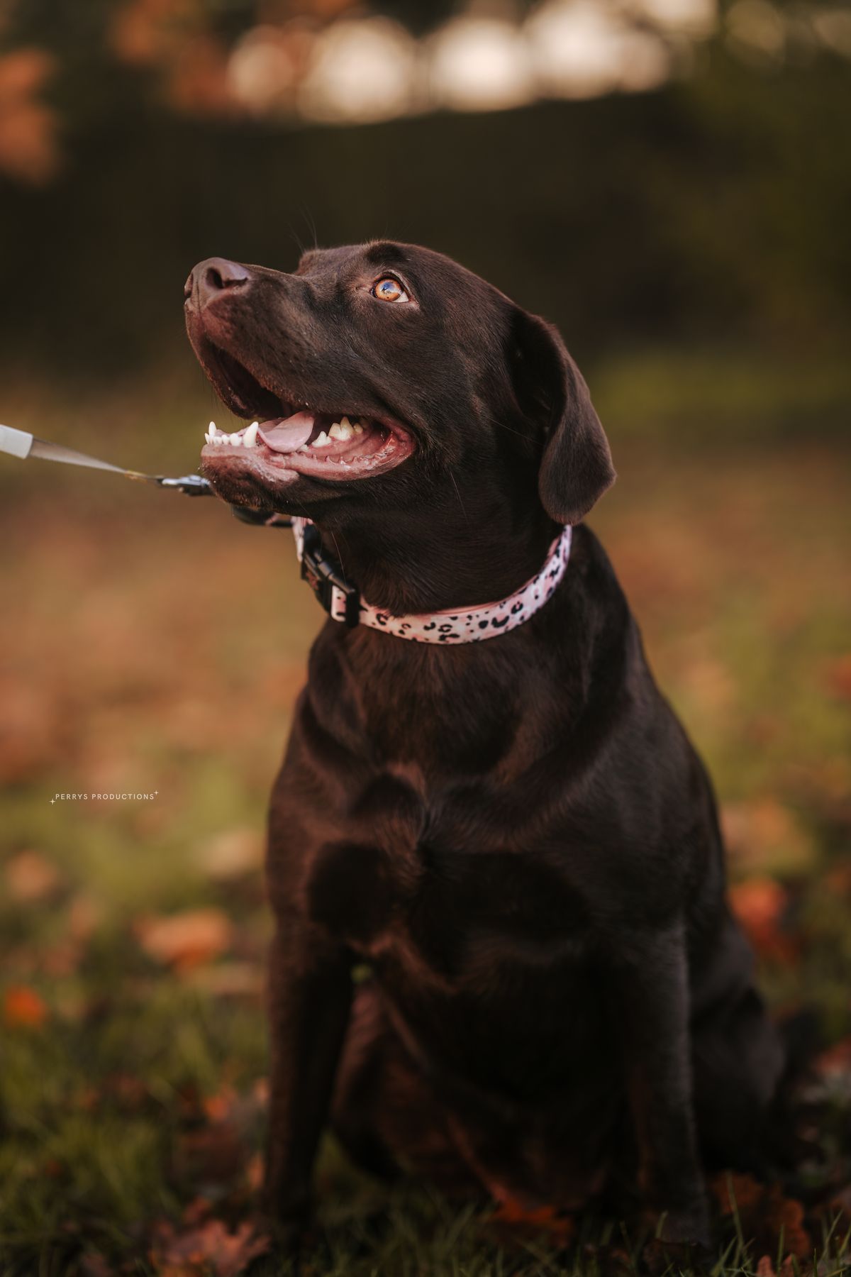 Bailee the chocolate labrador sitting elegantly, ready for a wedding