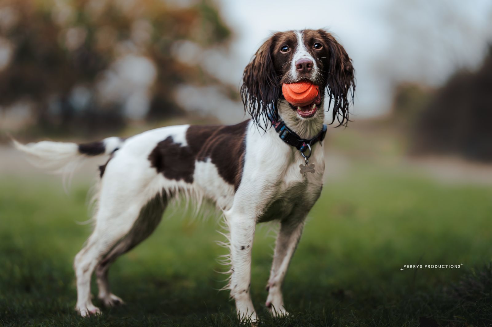 Bilbo the springer spaniel with his ball