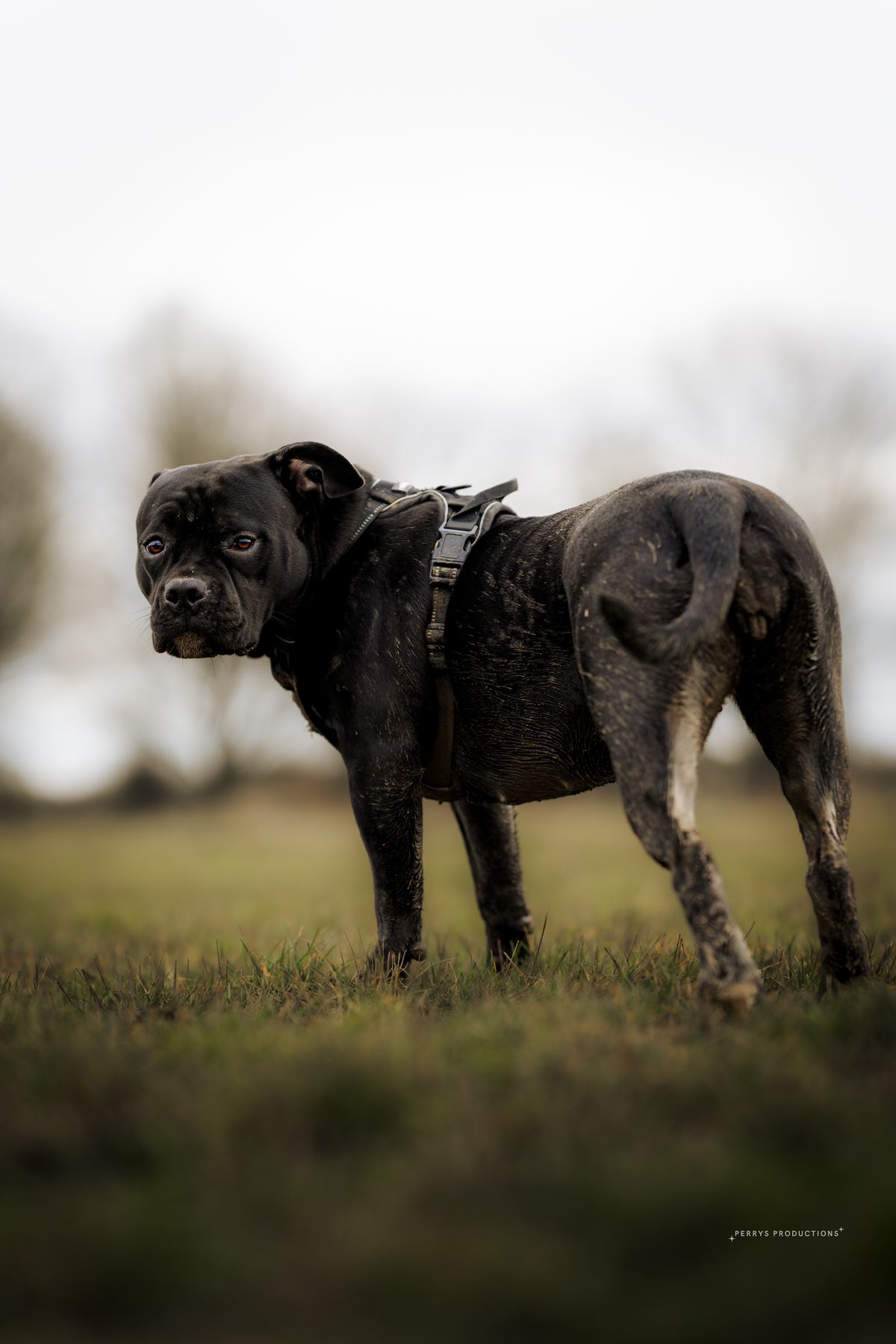 Doris the staffie out on a countryside walk