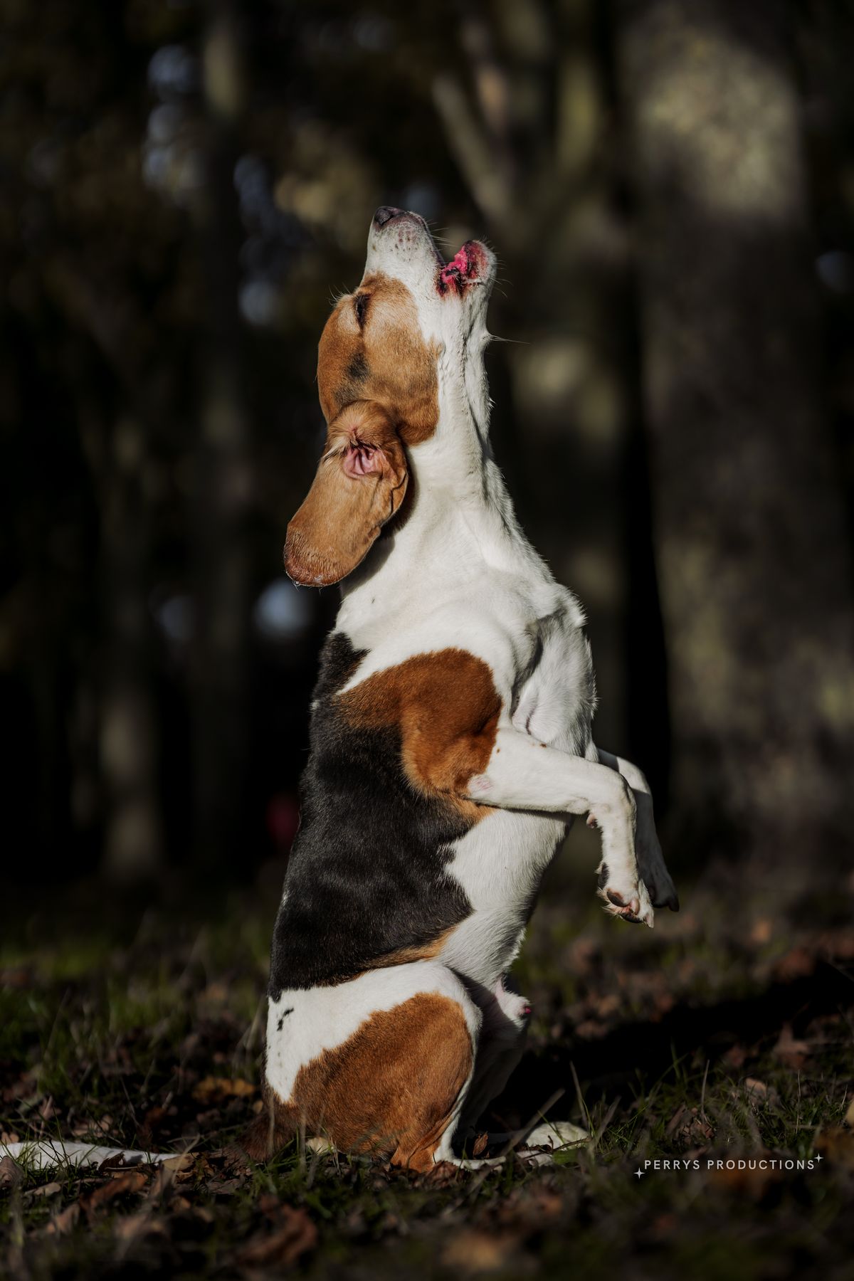 Bailey the beagle showing off a sit-pretty trick