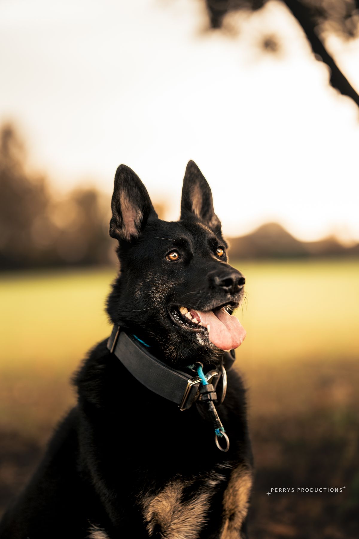 Drax the German Shepherd at sunset, settled for the evening