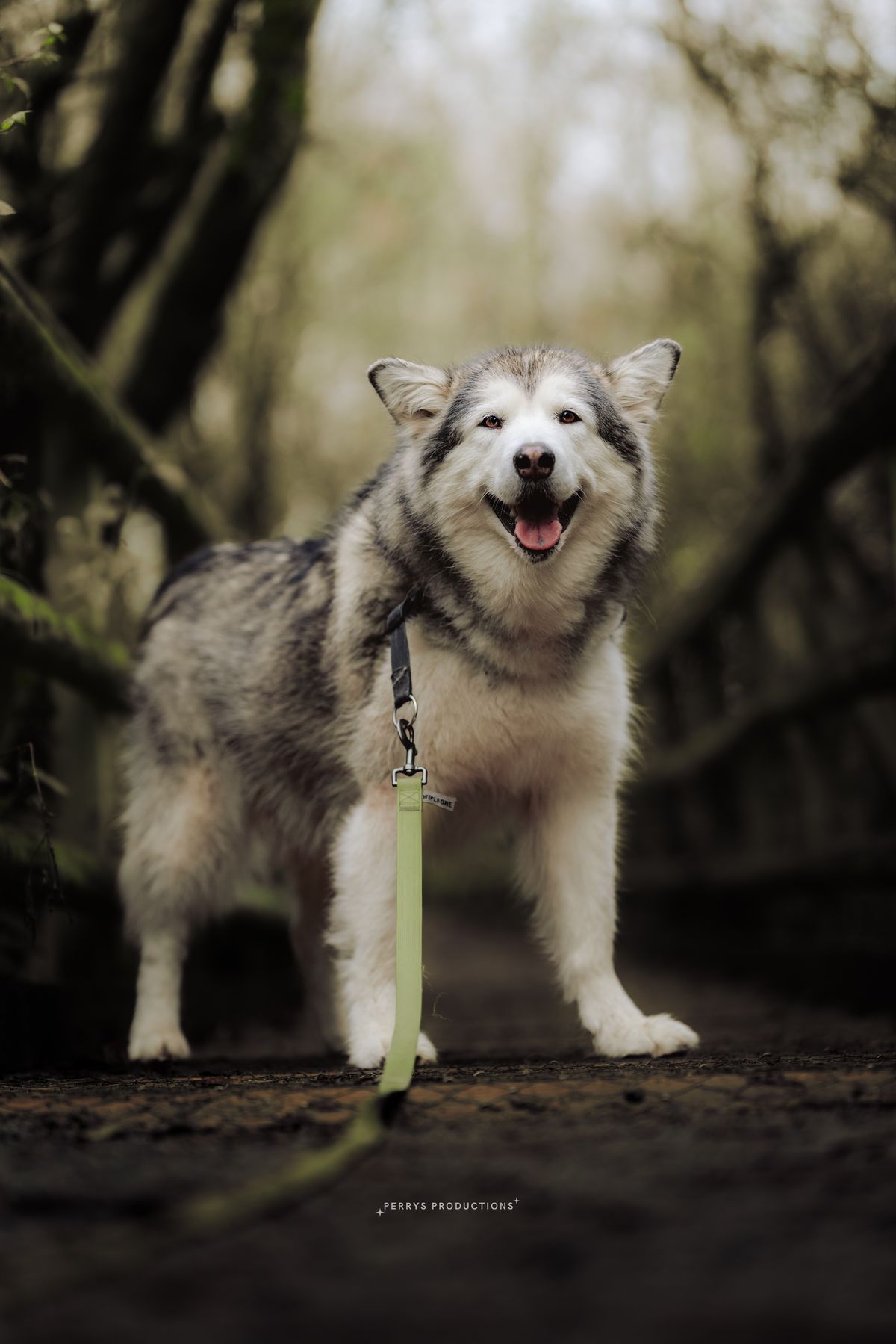 Luna the malamute with a big happy smile