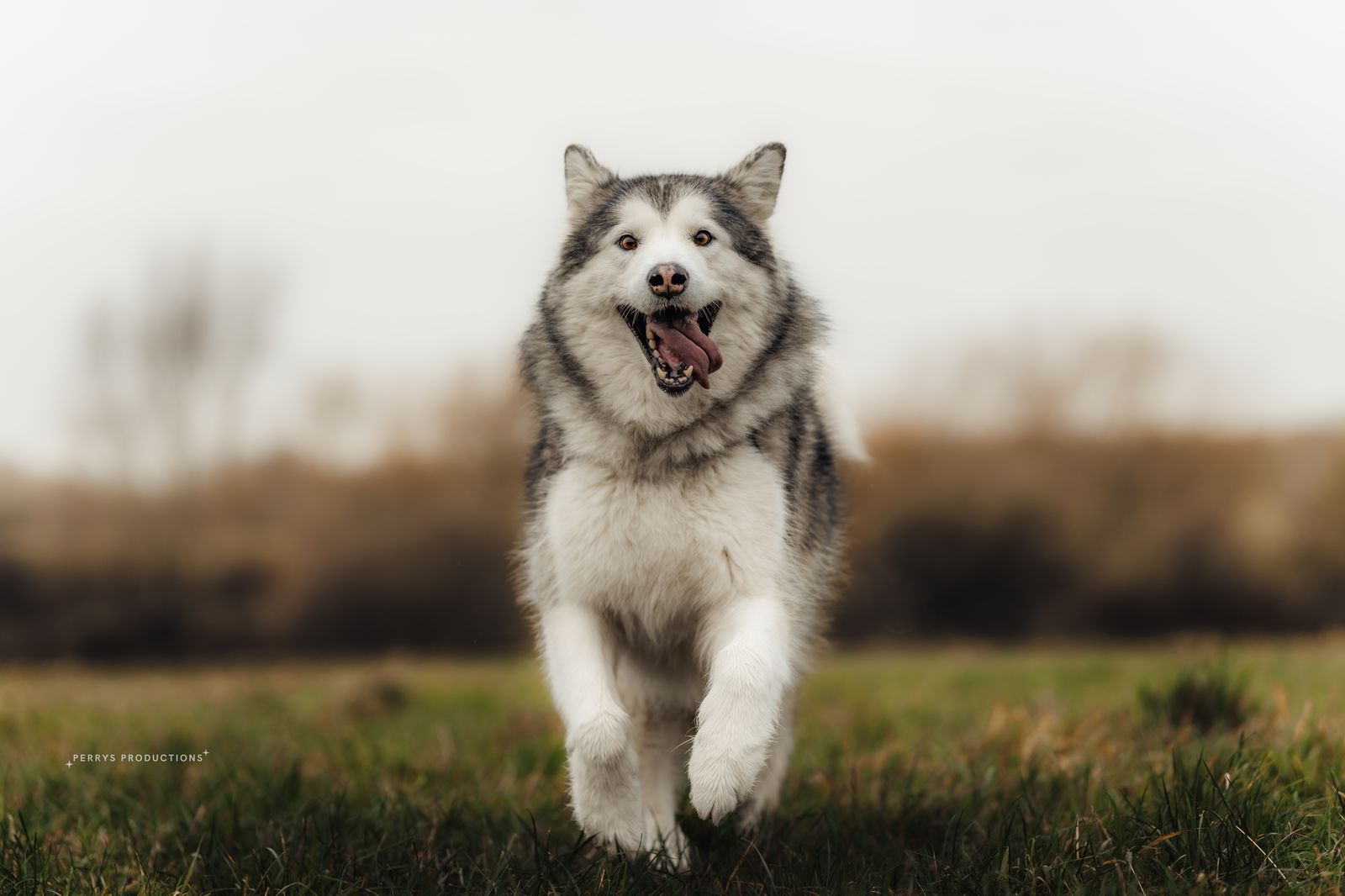 Luna the malamute bounding across a field on an adventure walk