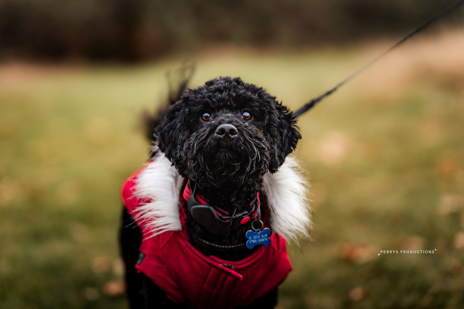 Willow the cockapoo in her red coat on the grass