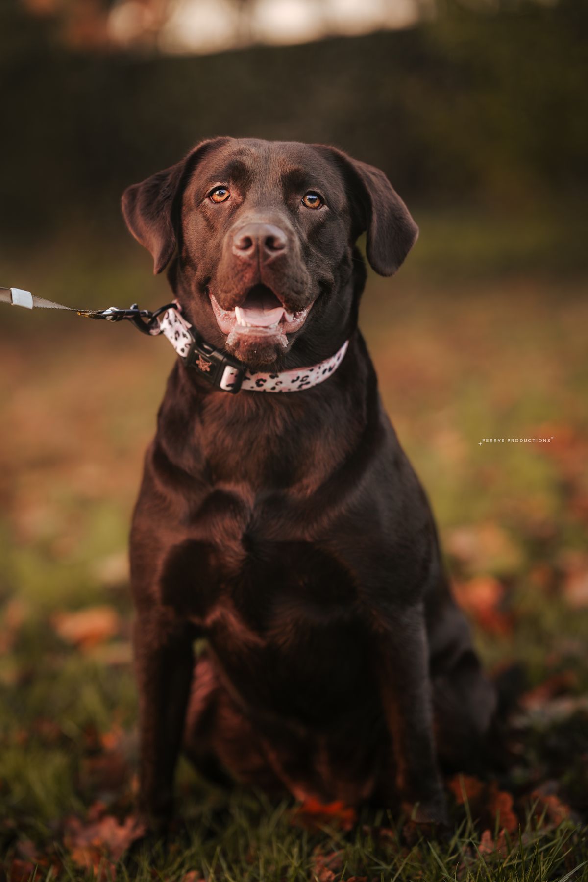 Bailee the chocolate labrador posing beautifully for the camera