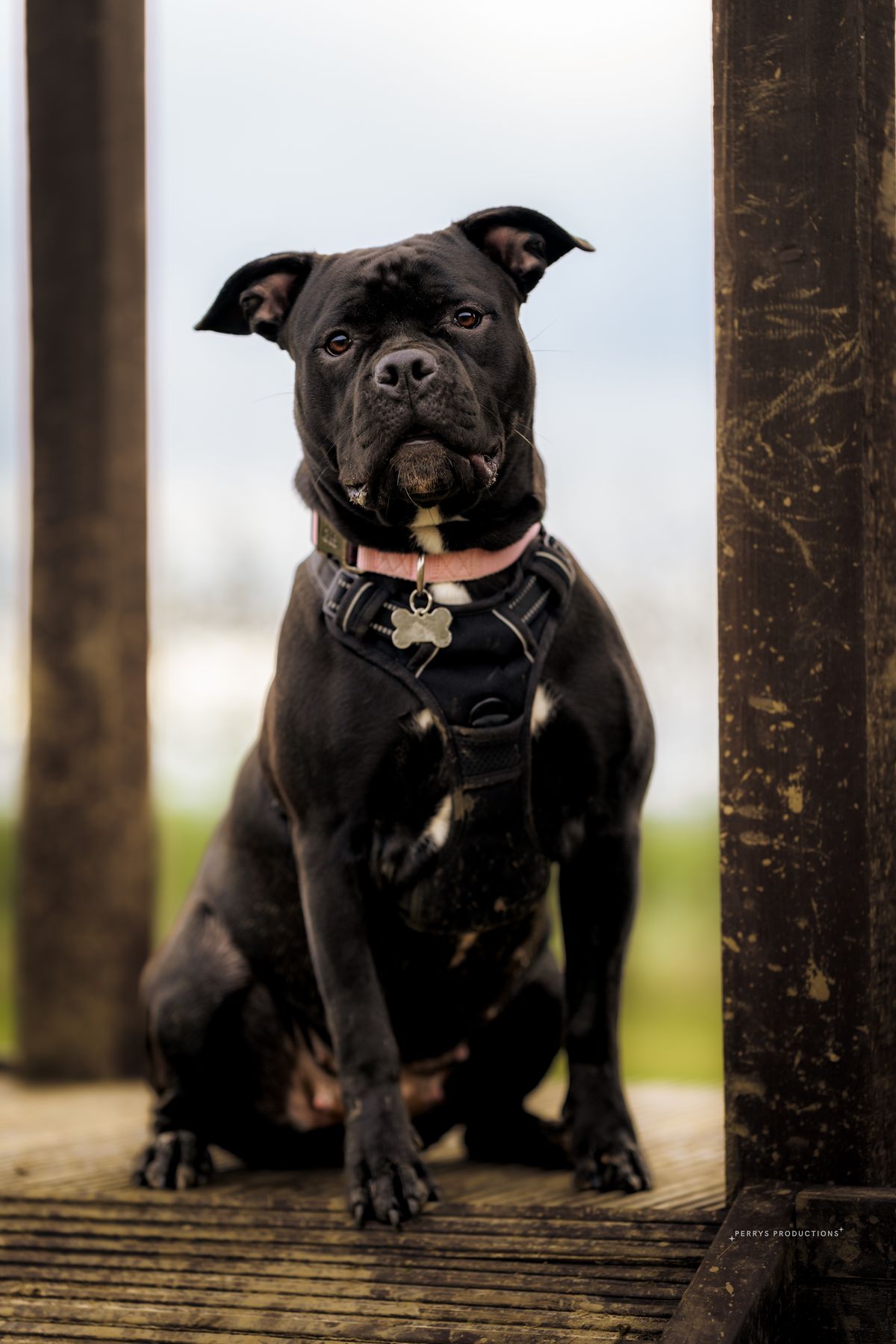 Doris the staffie sitting proudly by the water